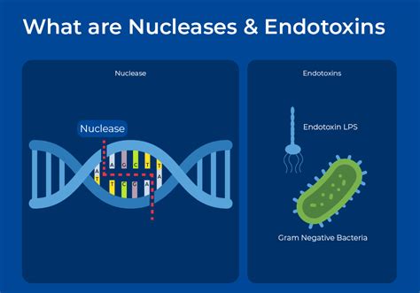 does autoclaved miliq water have nucleases|nuclease in water.